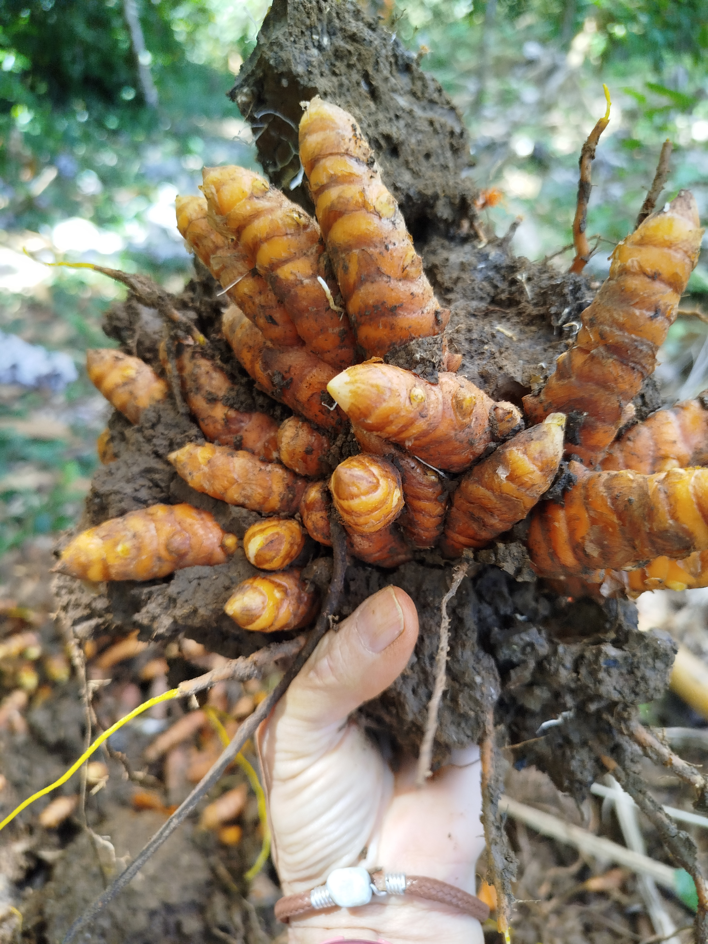 Hand holding freshly harvested turmeric root with soil at our Samaná farm, Dominican Republic