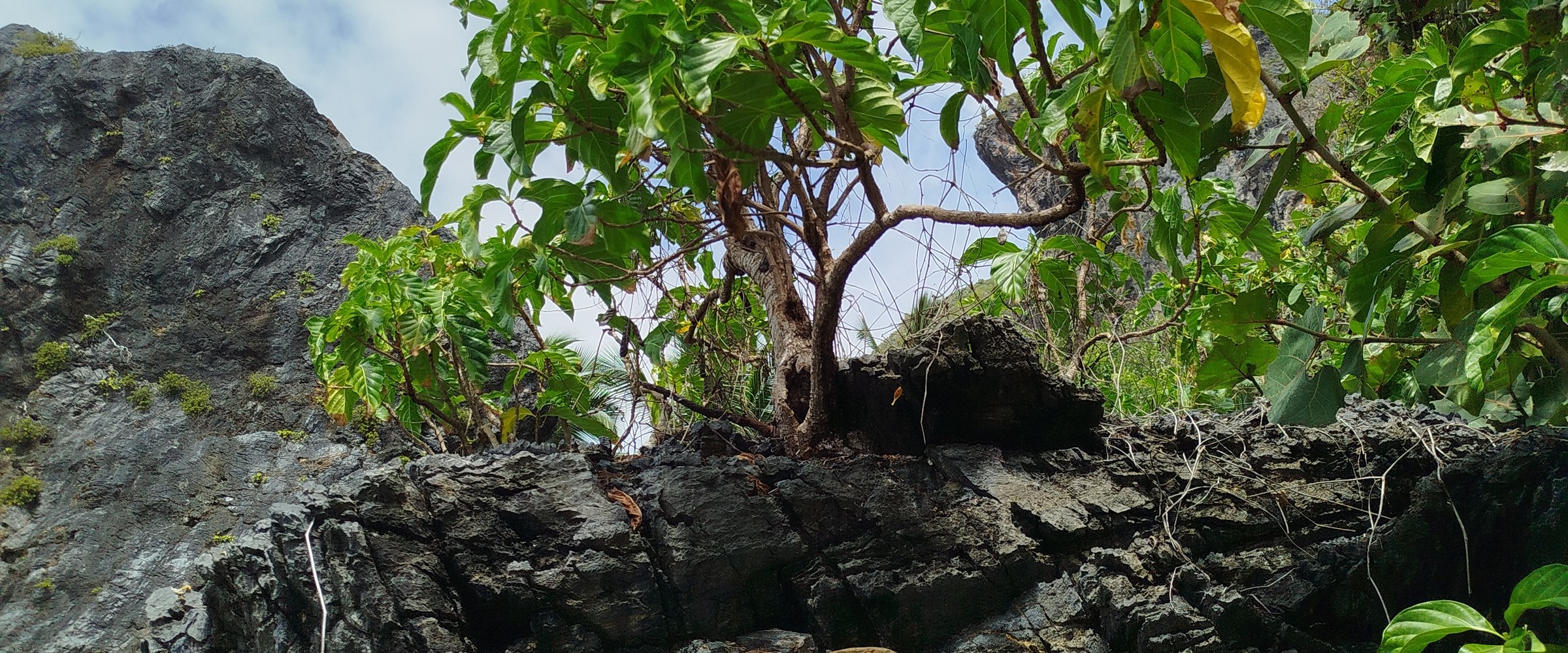 Wild noni tree growing on coastal lava rock in Samaná, Dominican Republic