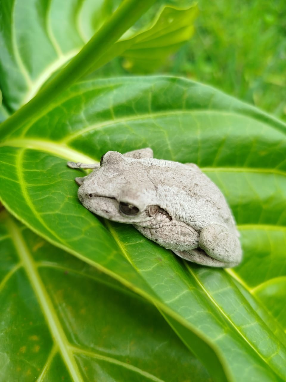 A tree frog resting on a noni leaf on our Samaná farm — a sign of a healthy, pesticide-free ecosystem